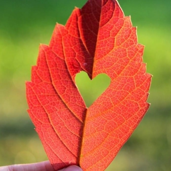 Meet your Posher, Robin - Picture 1 of 1